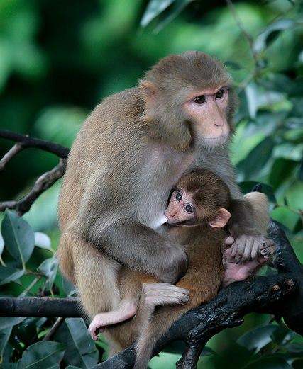 Rhesus monkeys