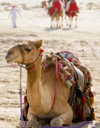 Camel
