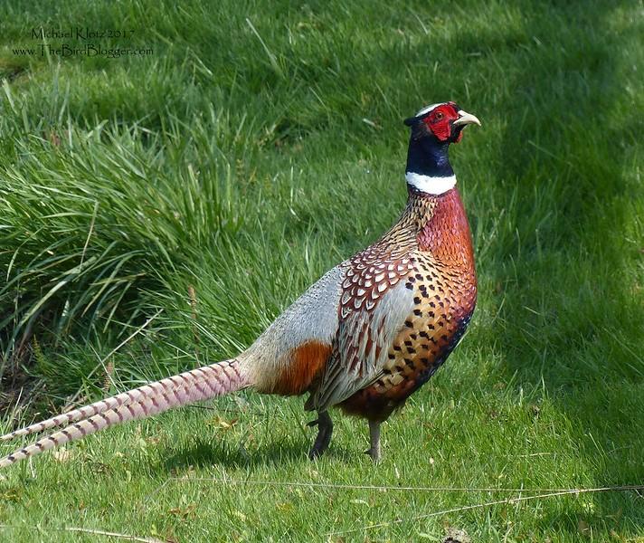 Ring-necked pheasant