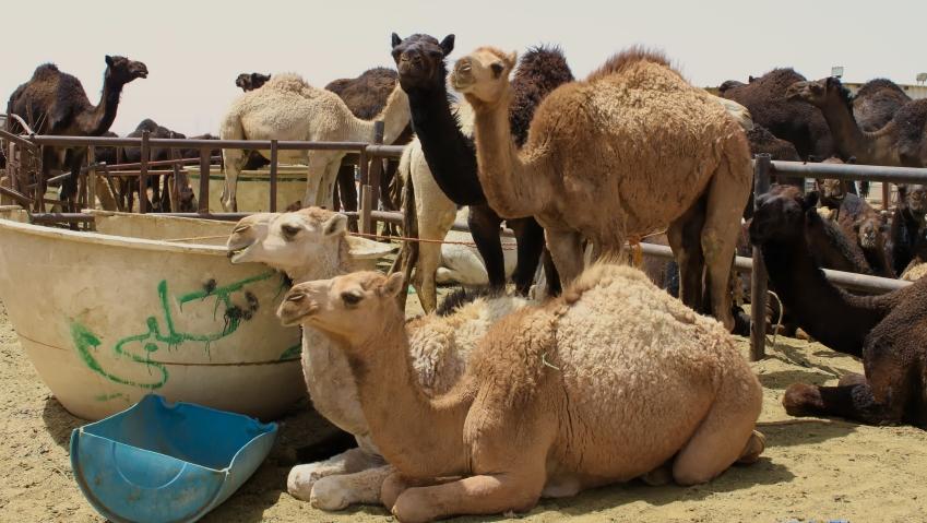 Saudi Arabia reports 5 more MERS cases | CIDRAP