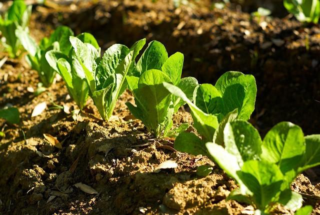 Romaine lettuce in field