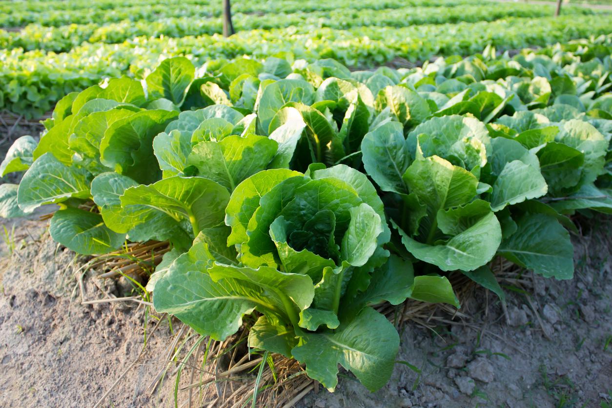 romaine farm