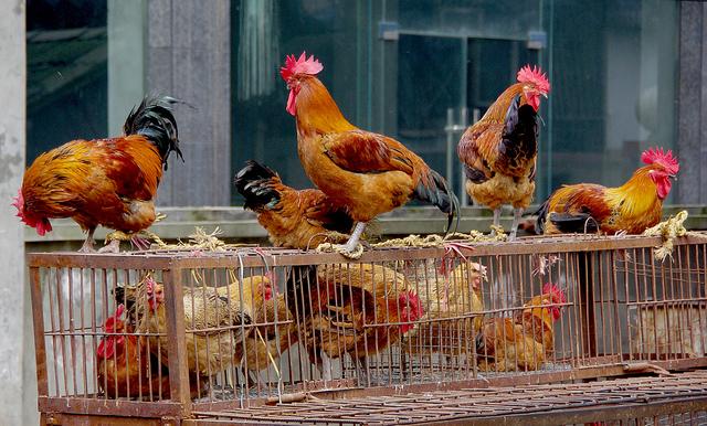 Roosters and chickens