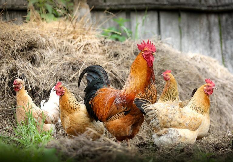 Roosters and chickens