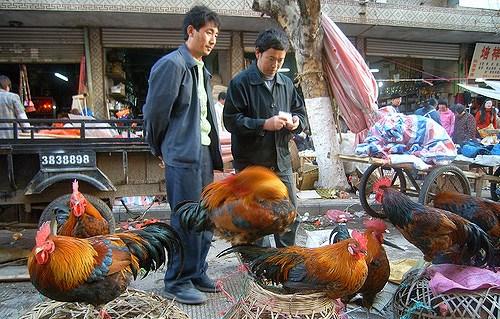 Roosters at market