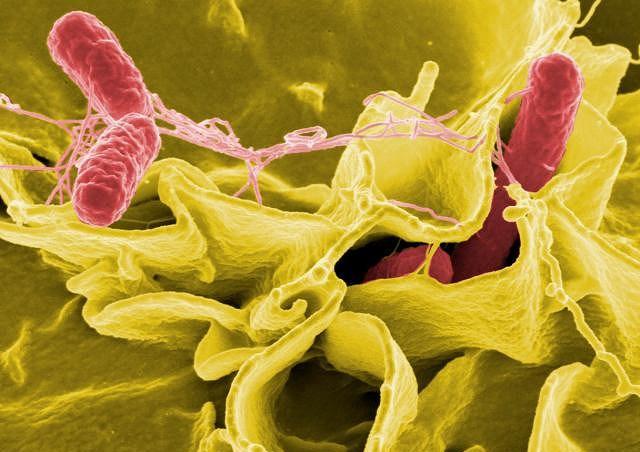 Salmonella bacteria