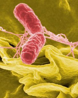 Salmonella