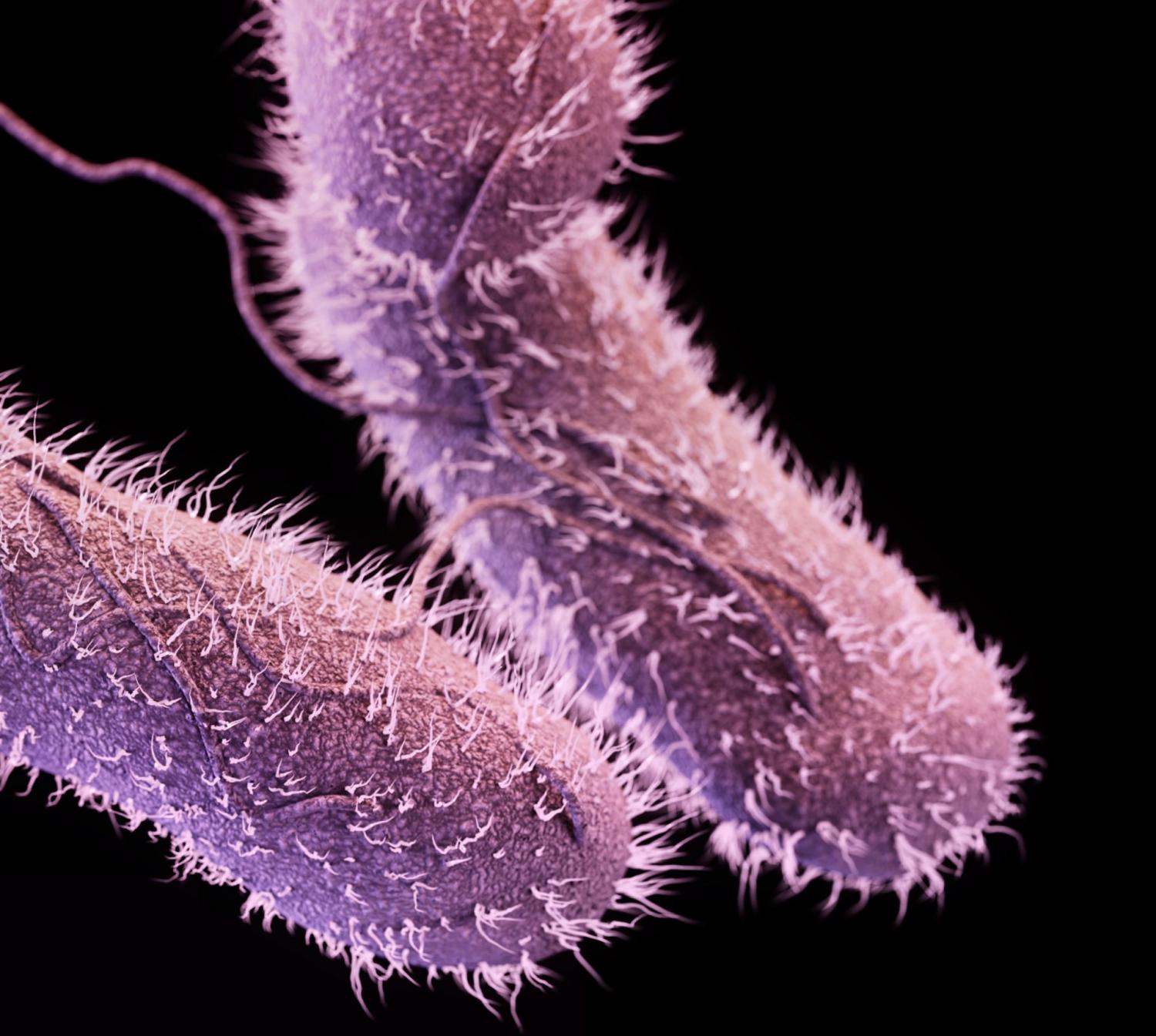 Salmonella