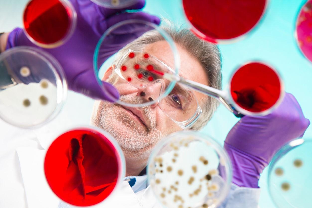Scientist with bacteria cultures