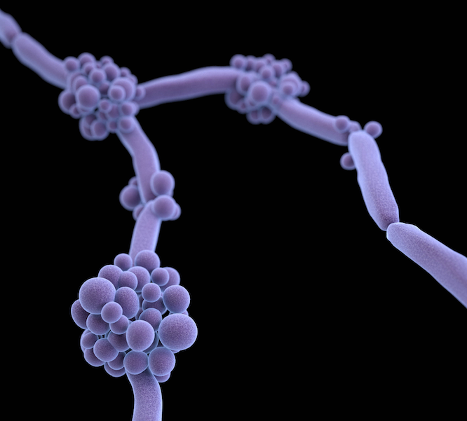 Candida auris spreading in UK hospitals | CIDRAP