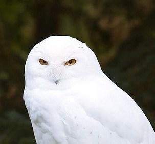 Snowy owl