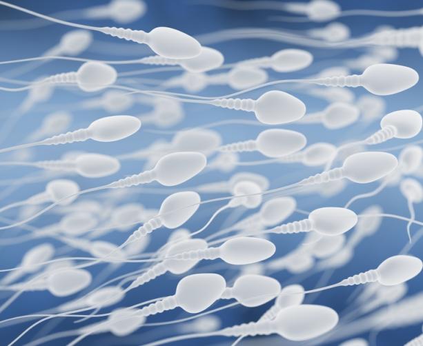 Sperm cells