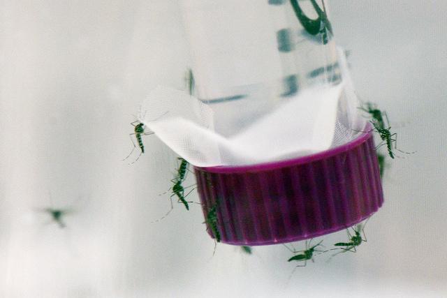 Sterile mosquitoes