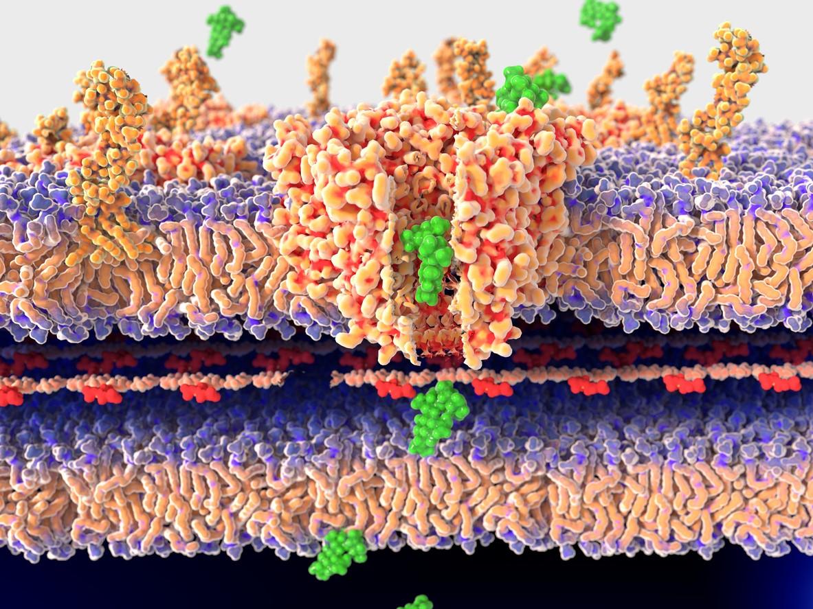Streptomycin passing the bacterial wall