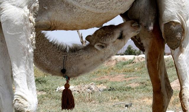 Suckling camel