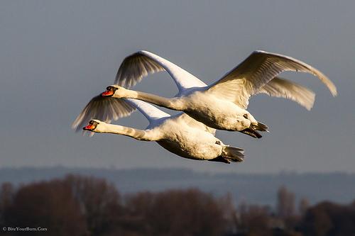 Swans in flight