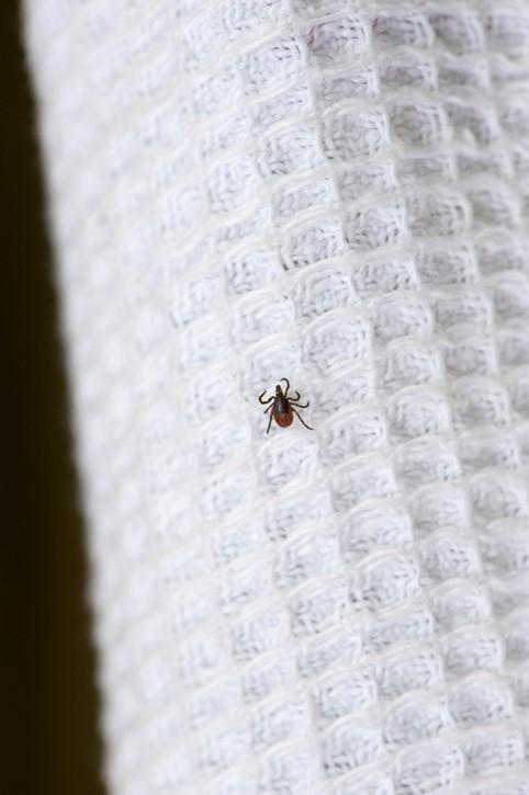 Tick on white clothing