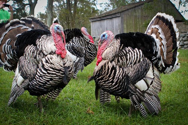 Turkeys