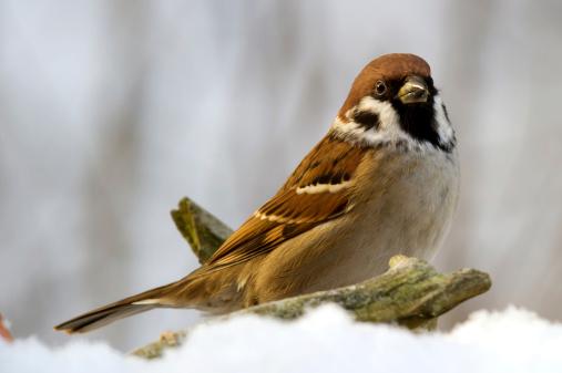 tree sparrow