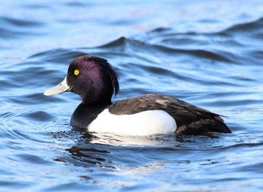 Tufted duck