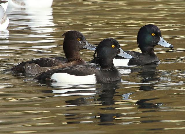 tufted ducks