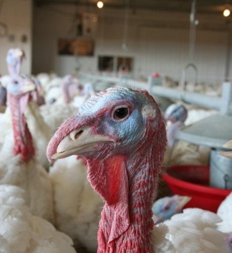 Turkey in barn