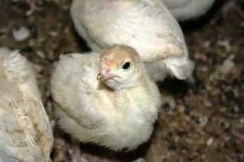 Turkey chicks