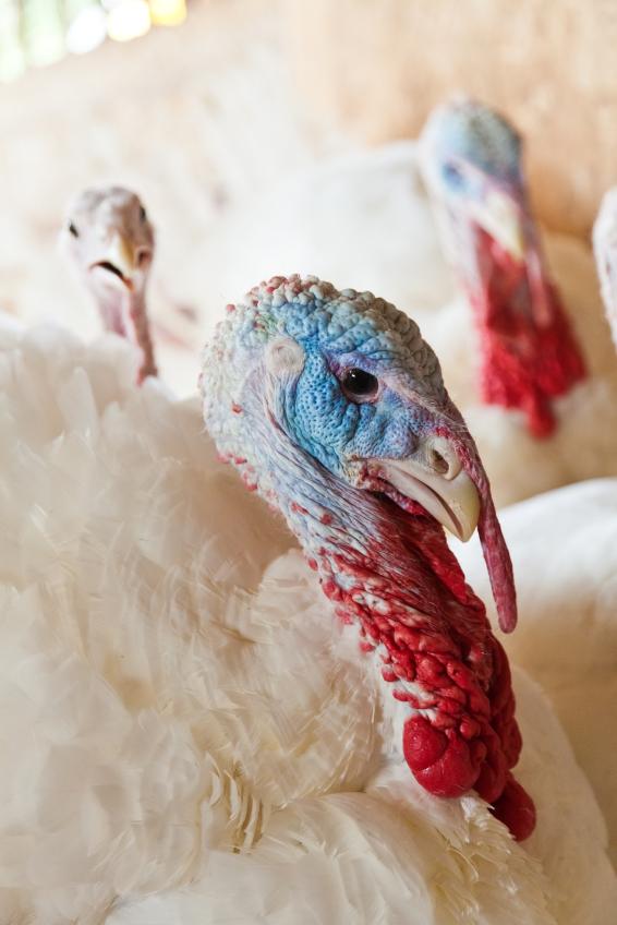 Turkey close-up