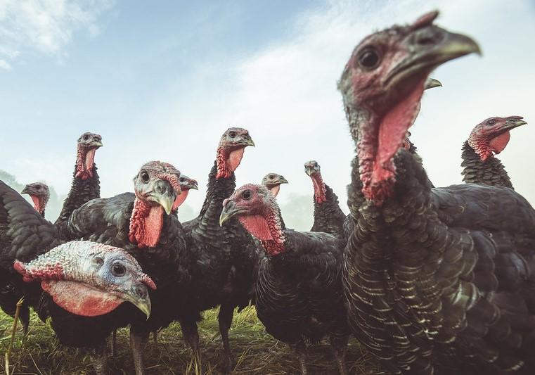 Turkey flock