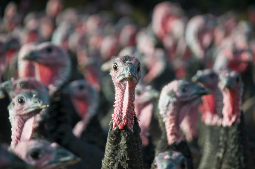 Turkey flock