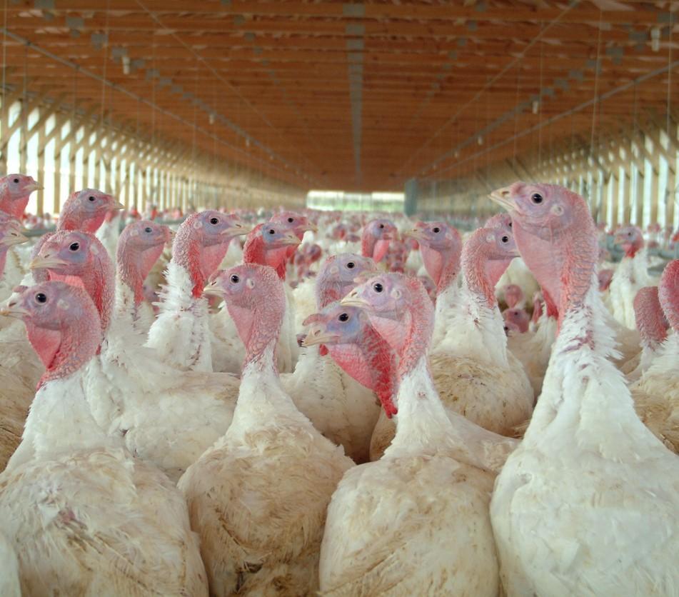 Turkey flock in barn
