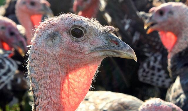 Turkey close-up