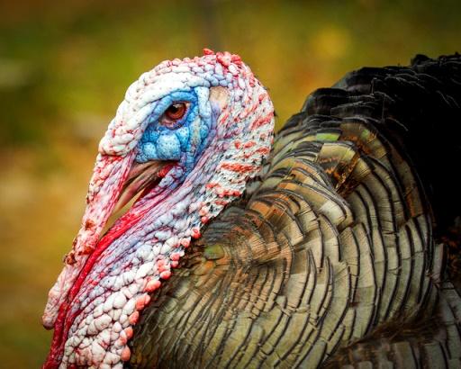 Turkey profile