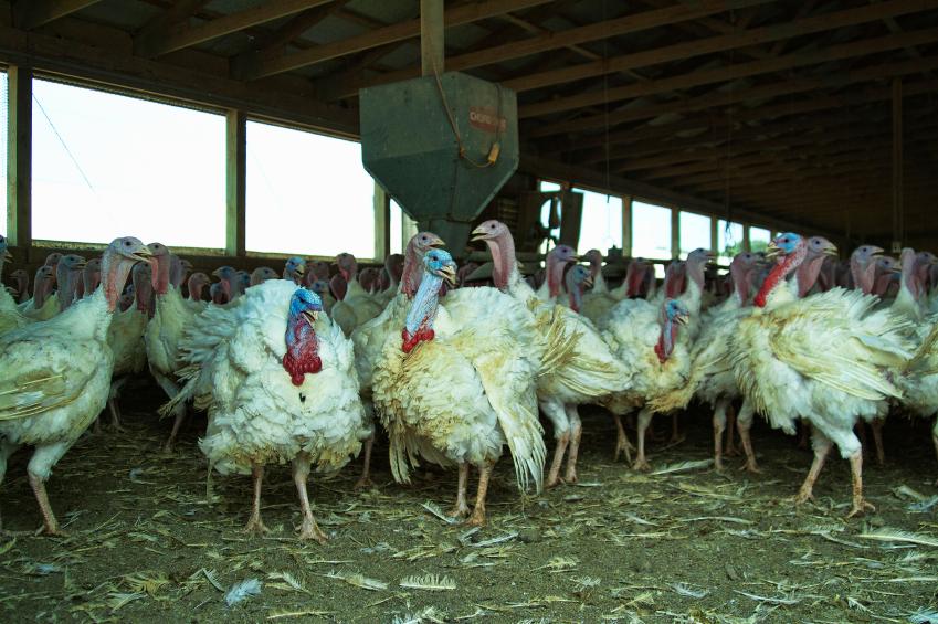 Turkey barn