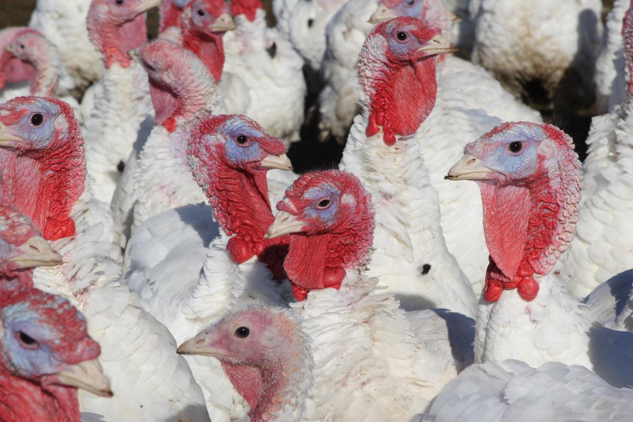 turkey farm
