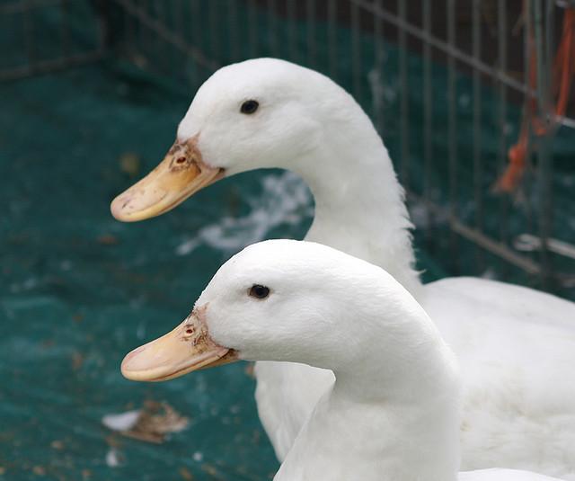 Two white ducks