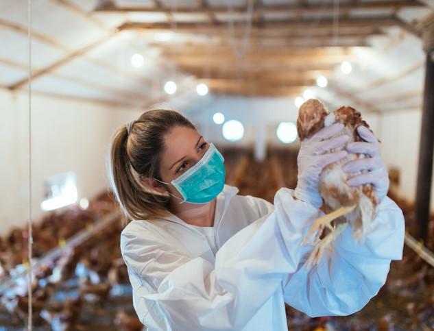 Veterinarian and chicken