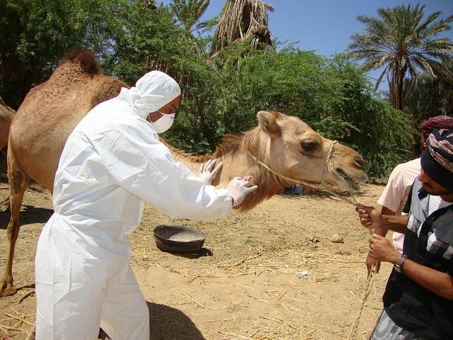 Veterinarian drawing blood from a camel