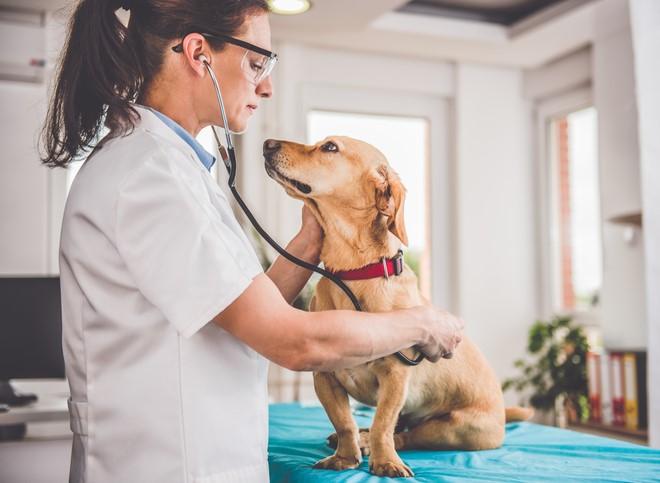 Veterinarian examining dog