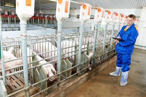 Veterinarian examining pigs