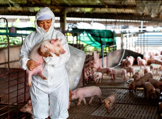 Veterinarian on pig farm