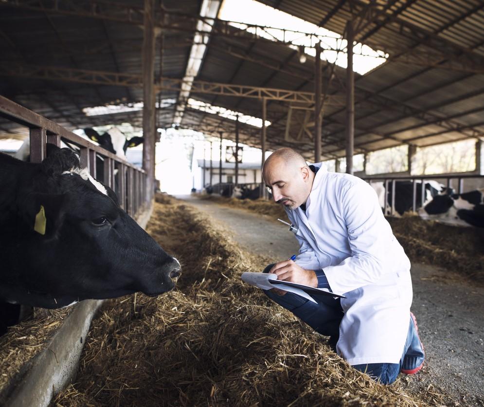 Veterinarian in cattle barn