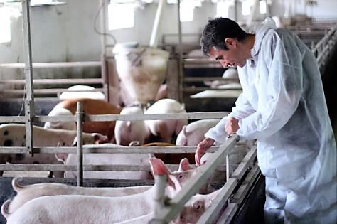 Veterinarian with pigs