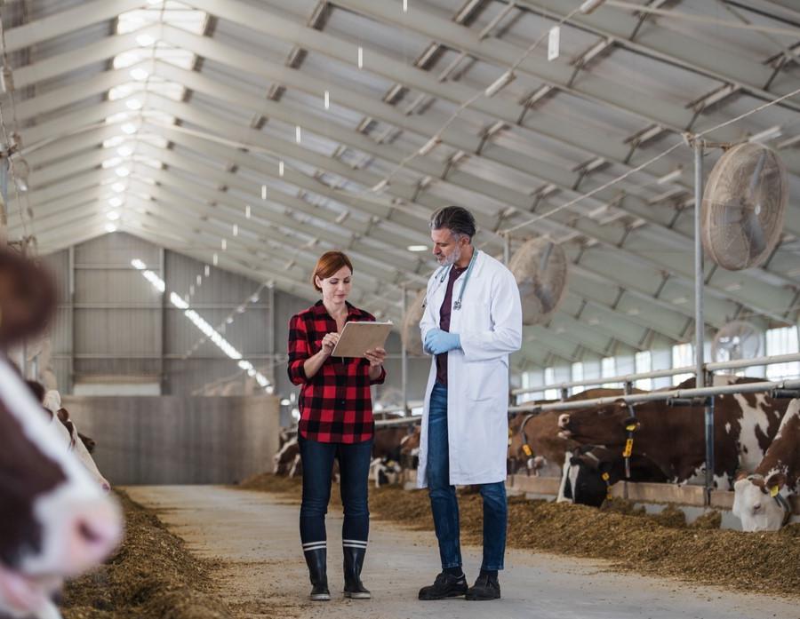 Veterinarians in dairy barn