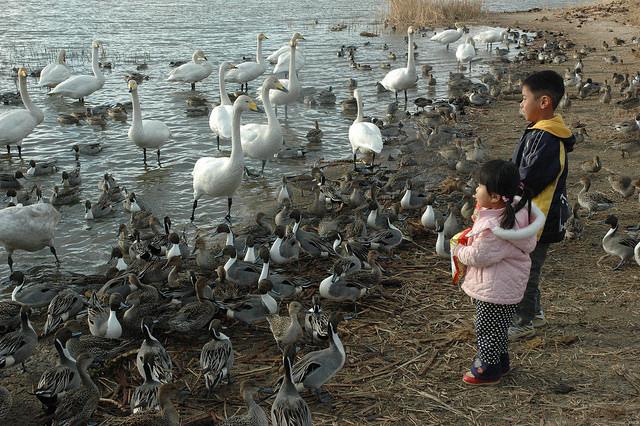 Waterfowl and kids