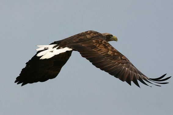 White-tailed eagle