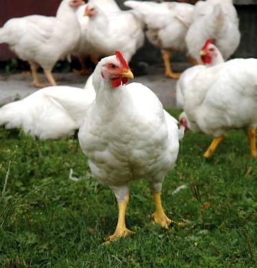 White chickens