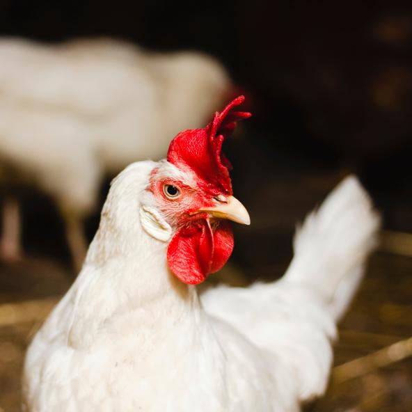 Chicken on farm