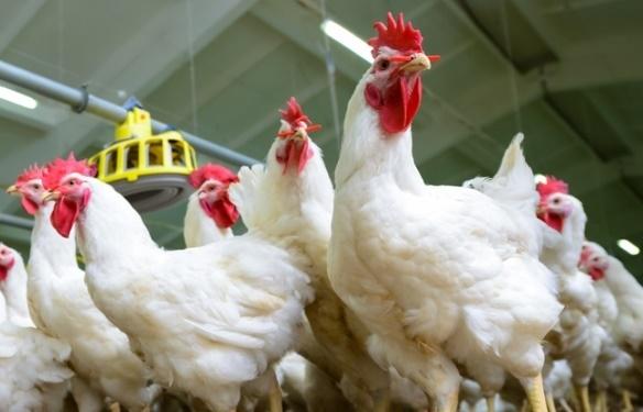 White chickens