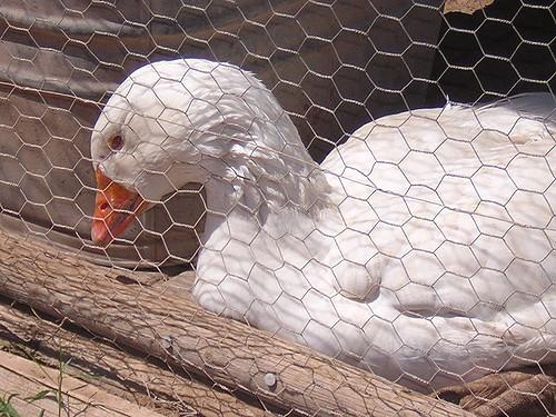 White duck